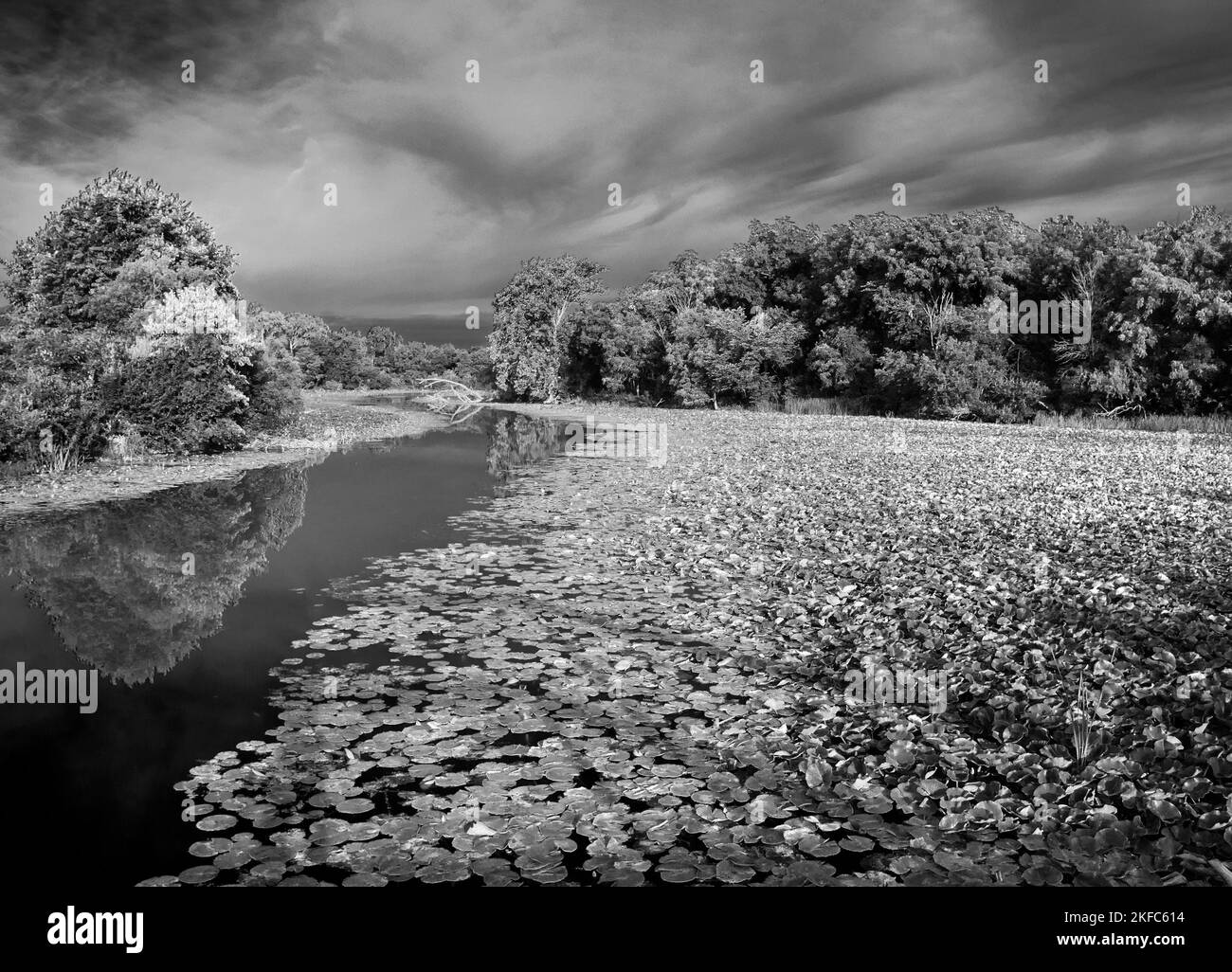 Lily PADS riempe gli stagni di acqua di riserva del fiume Des Plaines nella DesPlaines Fish & Wildlife Area di Will County, Illinois Foto Stock