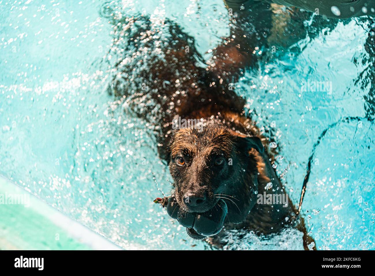 Un cane da lavoro militare del 820th base Defense Group, 93rd Air Ground Operations Wing, conduce corsi di confidenza in acqua al Wild Adventures Theme Park, Georgia, 6 settembre 2022. Le unità 820 BDG e 23 SFS K9 hanno istruito i cani da lavoro militari sul condizionamento dell'acqua, la pattuglia acquatica, il recupero di acque profonde, gli ostacoli d'acqua, il morso mentre in acqua e la cura di Casualty di combattimento tattico anfibio. Foto Stock