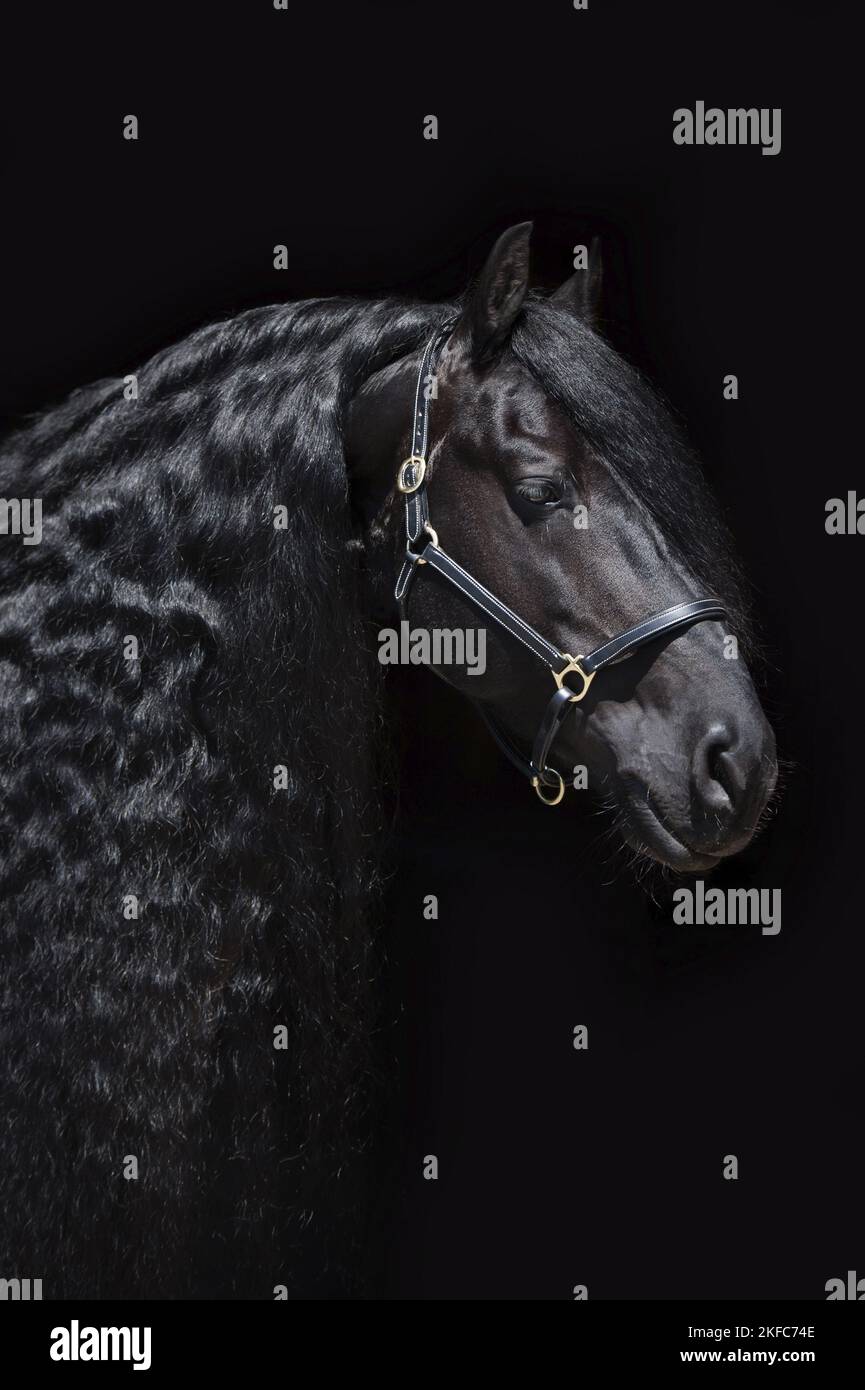 Il frisone cavallo ritratto Foto Stock