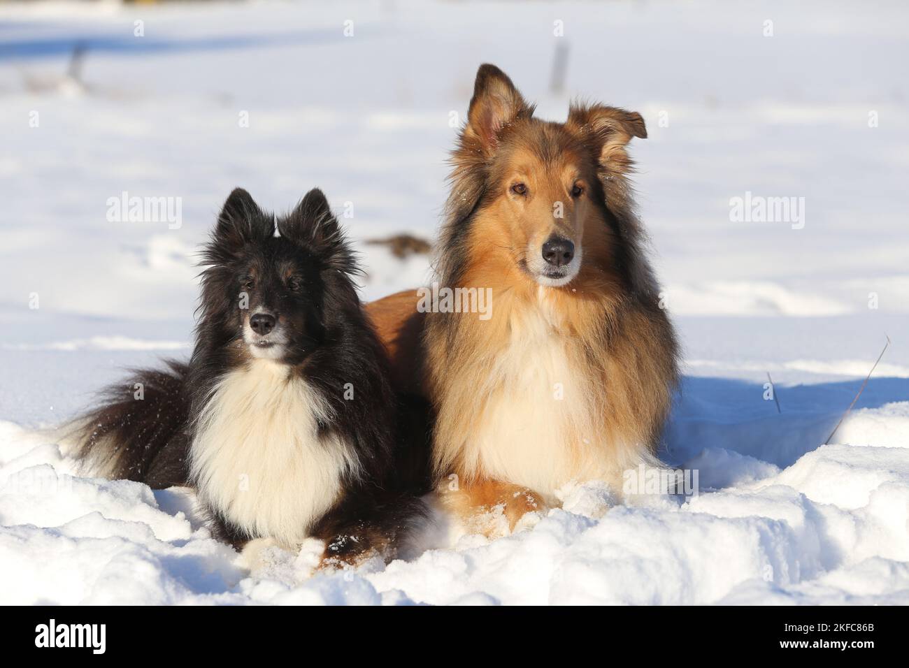 Collie e Sheltie Foto Stock