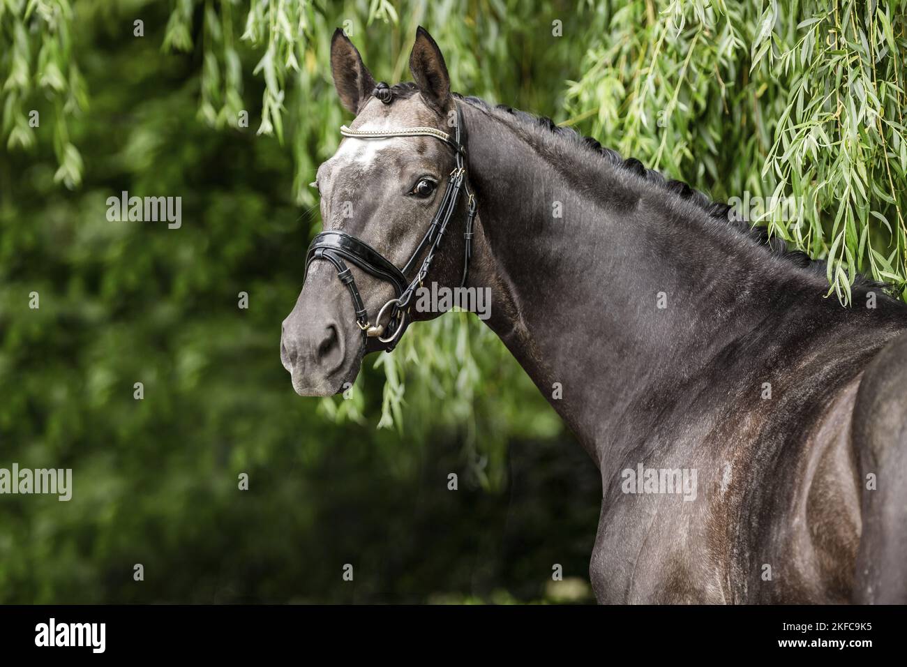 Ritratto di Hannoveraner Foto Stock