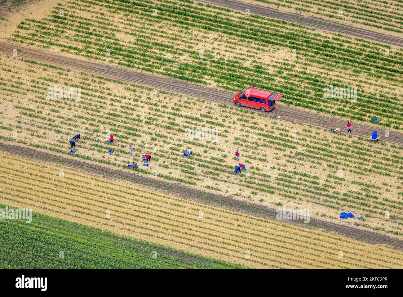 Vista aerea, raccolta di fragole sul campo di fragole Kippheide a Barkenberg, Dorsten, Ruhr, Renania settentrionale-Vestfalia, Germania, DE, foto di fragola Foto Stock