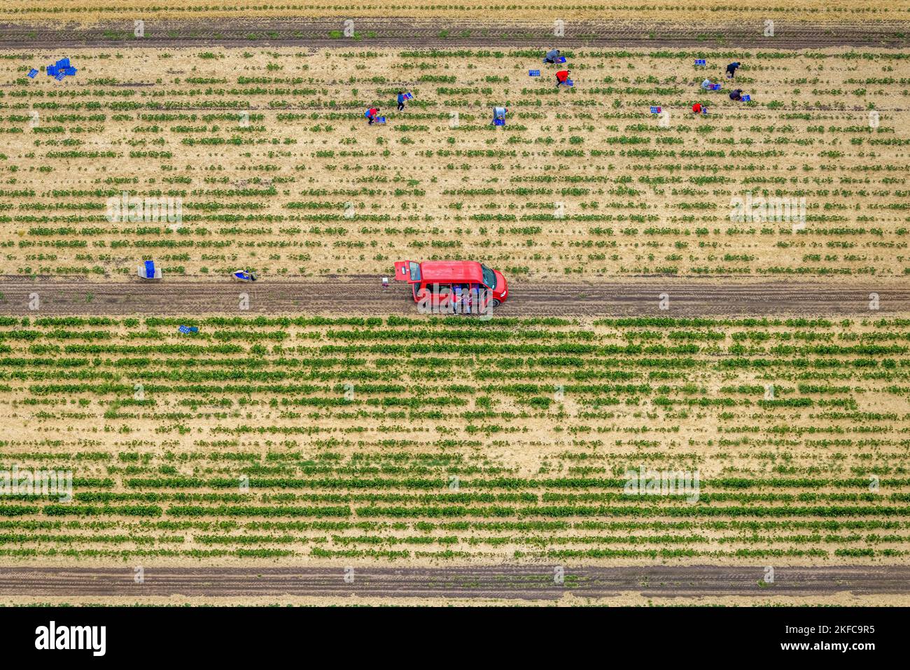 Vista aerea, raccolta di fragole sul campo di fragole Kippheide a Barkenberg, Dorsten, Ruhr, Renania settentrionale-Vestfalia, Germania, DE, foto di fragola Foto Stock