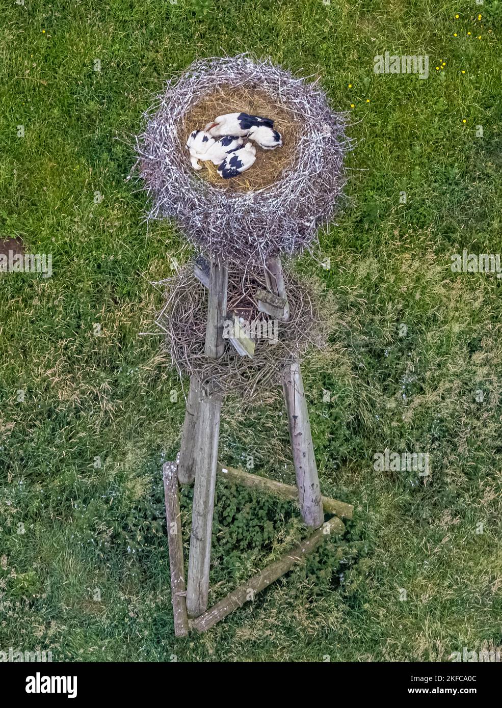 Veduta aerea, nido di cicogna con giovane e un altro innesto con un uovo in Hervester Bruch, Hervest, Dorsten, Ruhrgebiet, Renania settentrionale-Vestfalia, Germania, Foto Stock