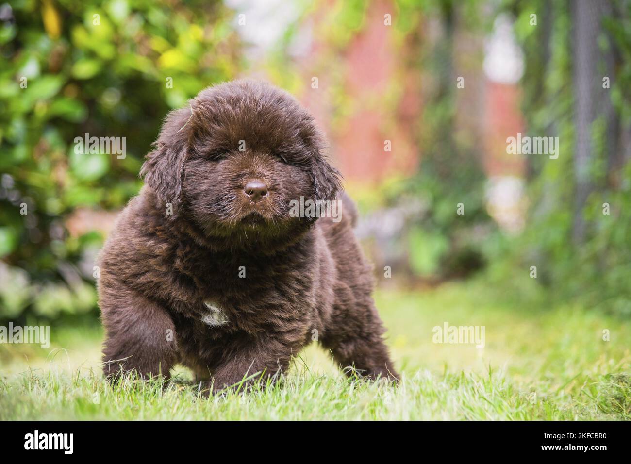 Camminare Terranova Puppy Foto Stock