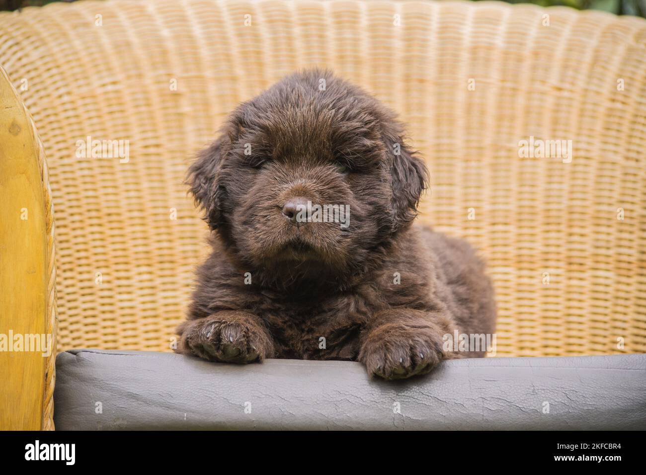 Puppy di Terranova Foto Stock