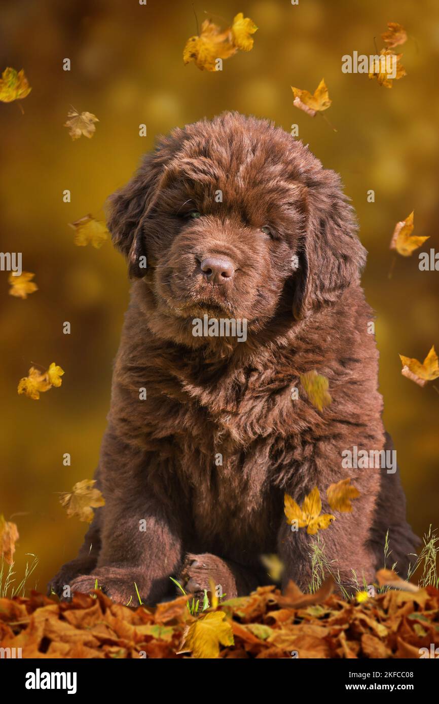 Terranova cane cucciolo Foto Stock