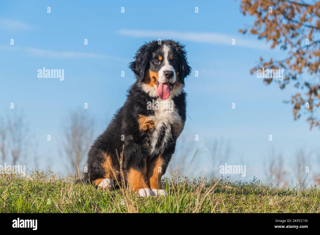 Bovaro del Bernese cucciolo Foto Stock