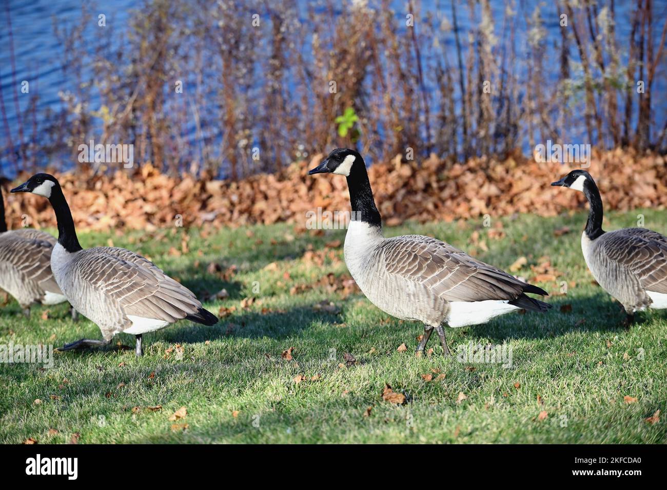 Streamwood, Illinois, Stati Uniti. Un gregge di oche negoziano attraverso un parco sulla loro strada verso un vicino stagno. Foto Stock Streamwood, Illinois, Stati Uniti. Un gregge di oche negoziano attraverso un parco sulla loro strada verso un vicino stagno. Foto Stock