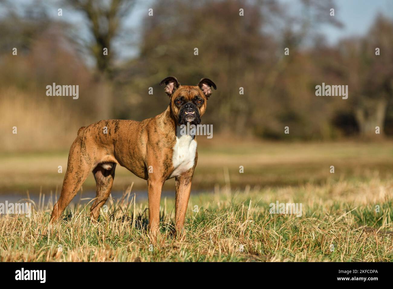 Boxer tedesco Foto Stock