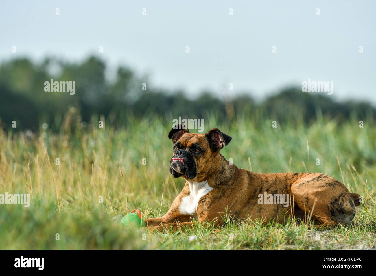 Giacente boxer tedesche Foto Stock
