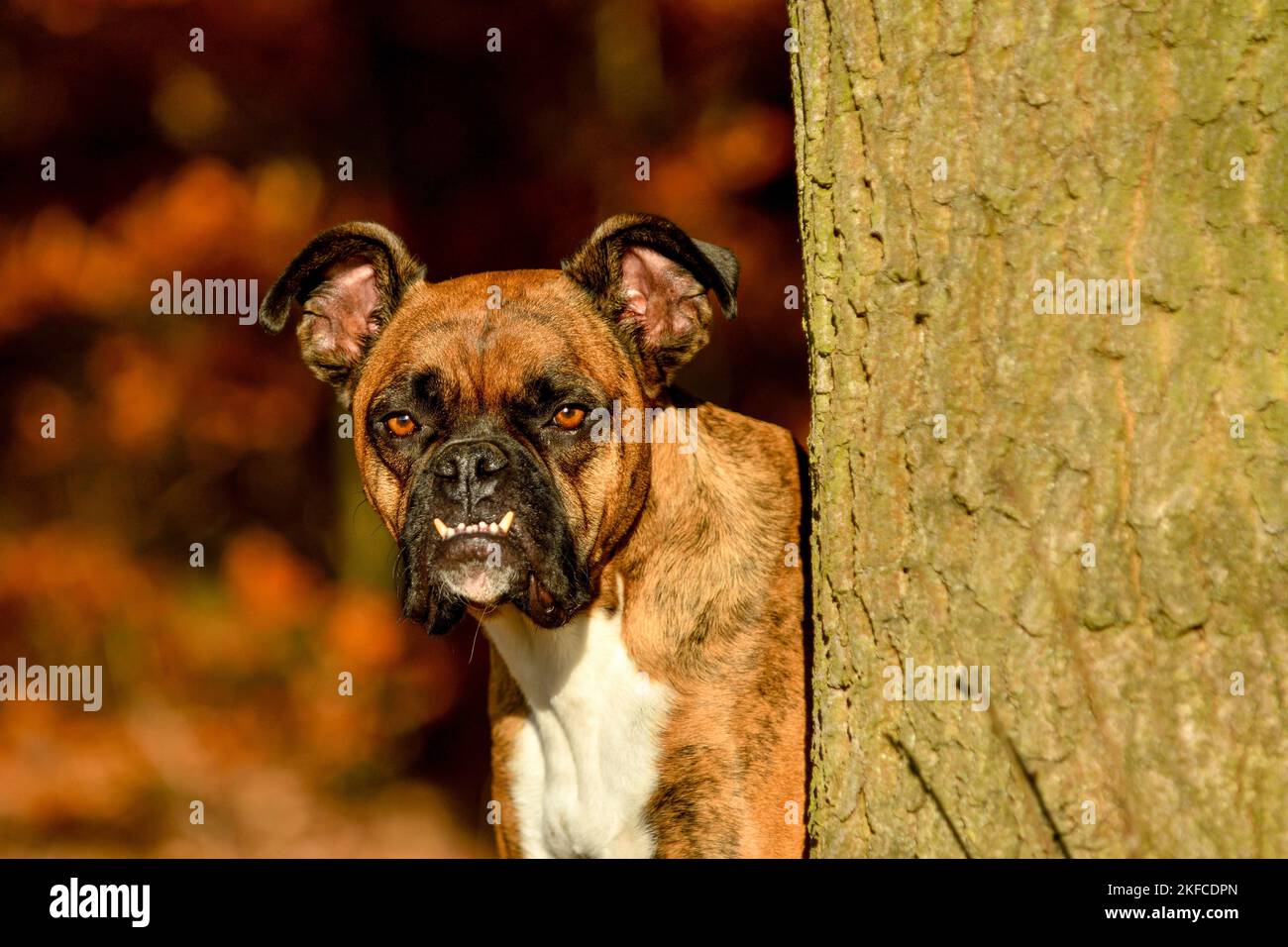 Boxer tedesche ritratto Foto Stock