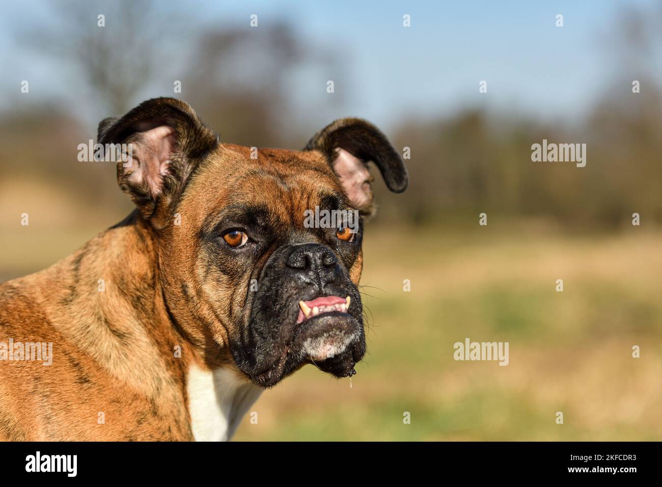 Boxer tedesche ritratto Foto Stock