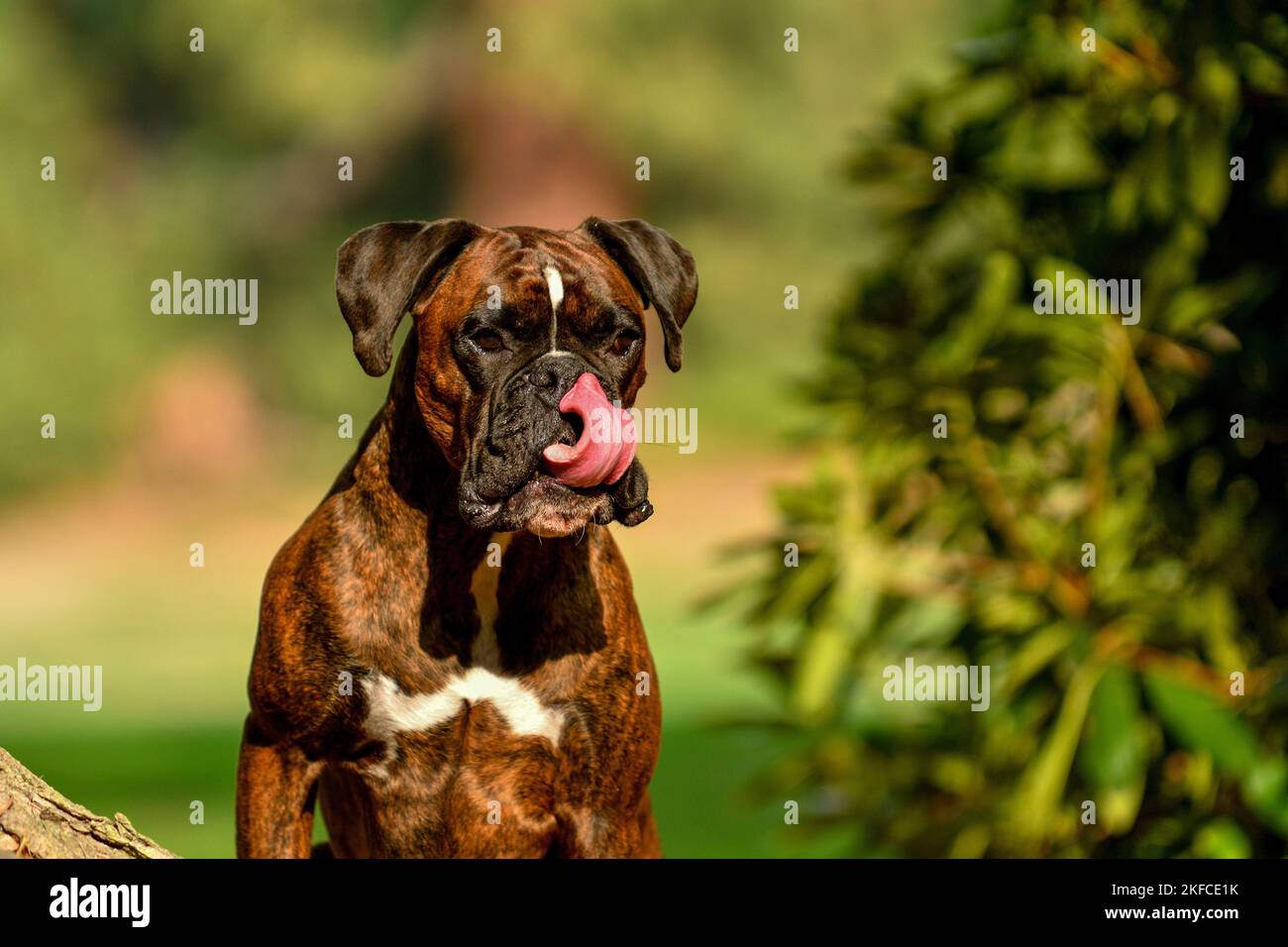 Boxer tedesche ritratto Foto Stock