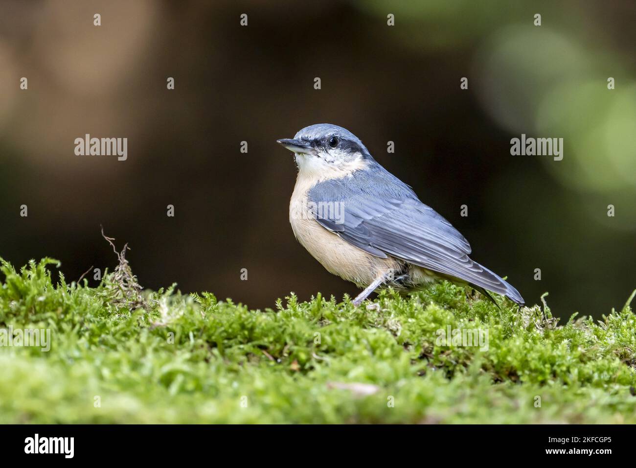 Eurasian picchio muratore Foto Stock