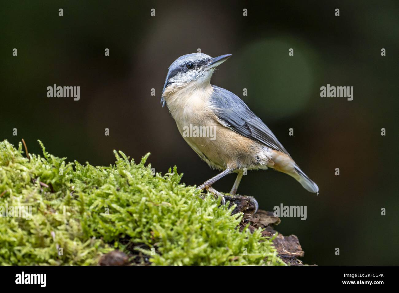 Eurasian picchio muratore Foto Stock
