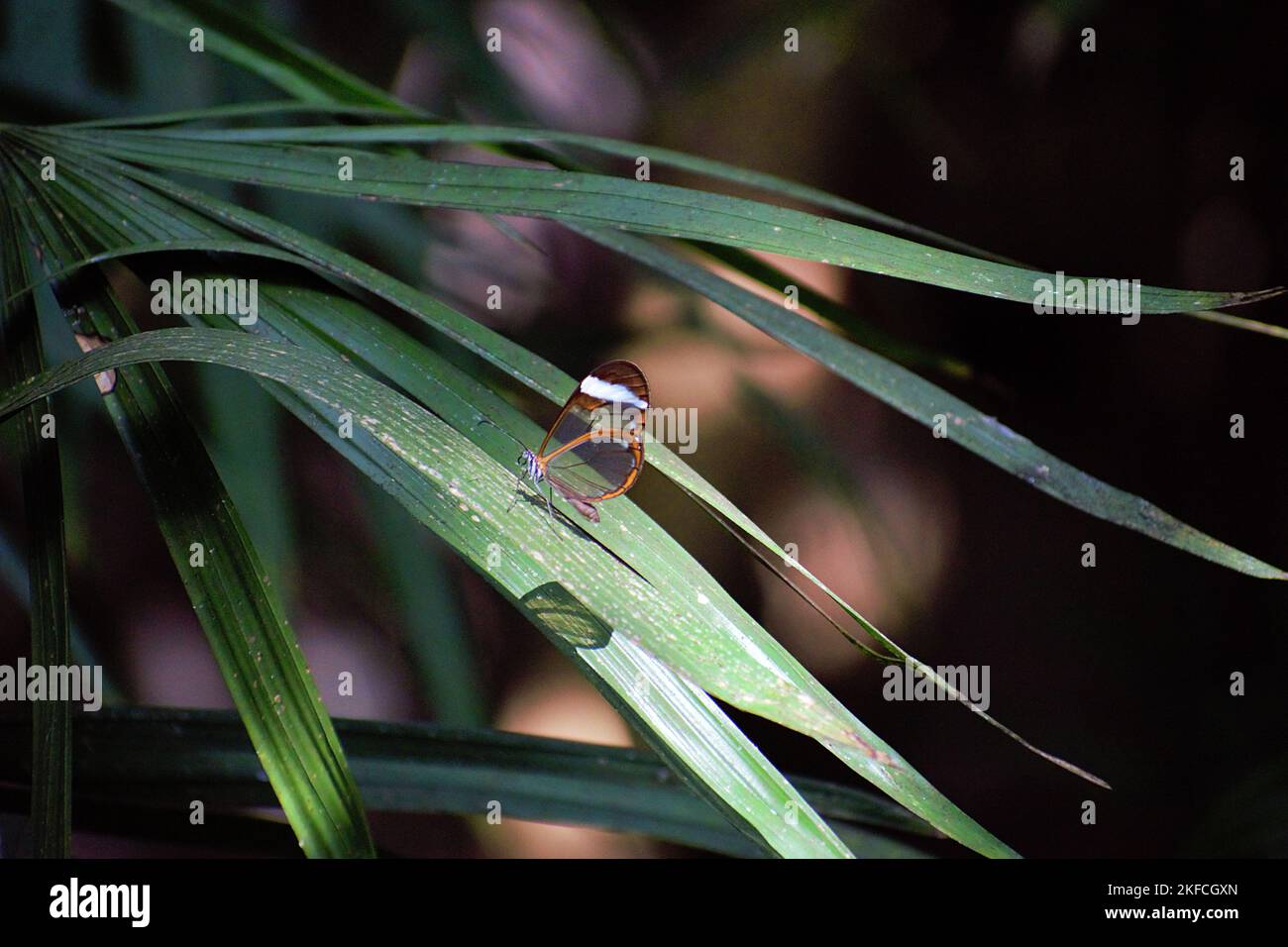 Primo piano di una farfalla Glasswing su erba fresca Foto Stock