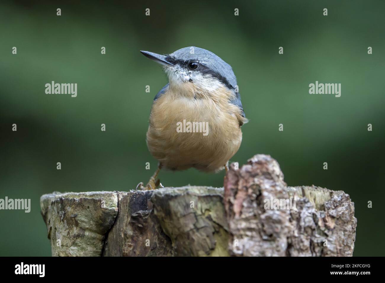 Eurasian picchio muratore Foto Stock
