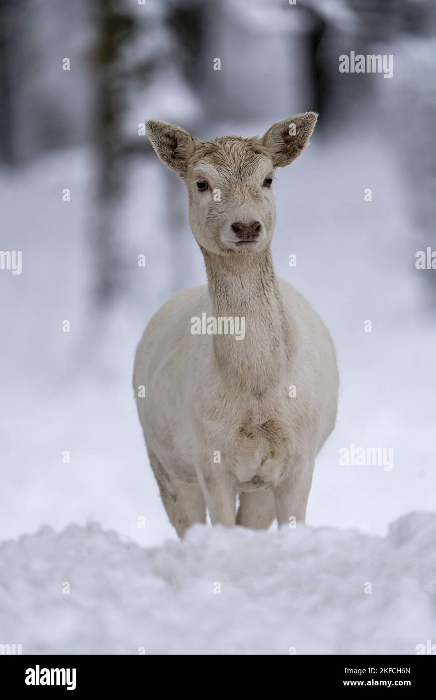 daino Foto Stock