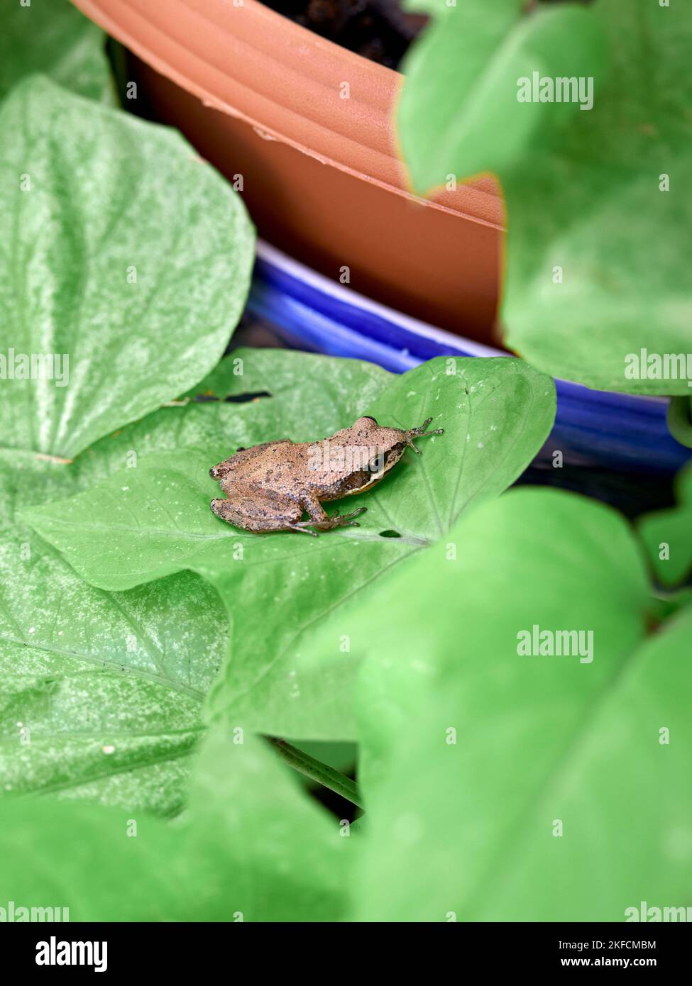 Rana marrone meridionale (Litoria ewingii), conosciuta anche come rana bruna, rana fischiante, o rana di Ewing su una foglia di pianta verde. Foto Stock