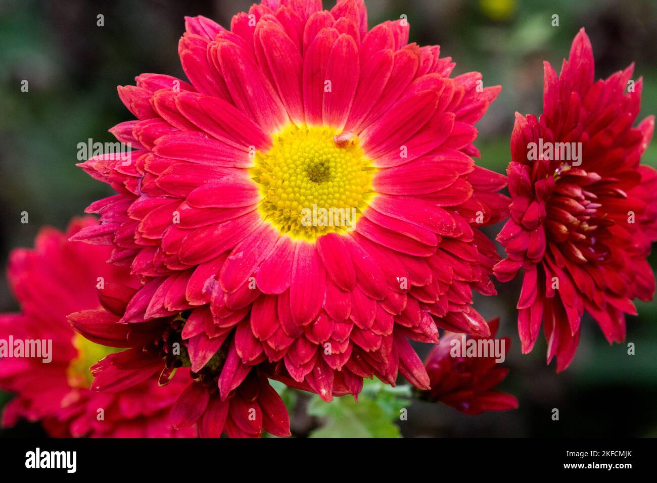 Mamma, Rosso, Fiore, Crisantemo, Dendrantema, Fiore, erbaceo, pianta, Autunno, Stagione Foto Stock