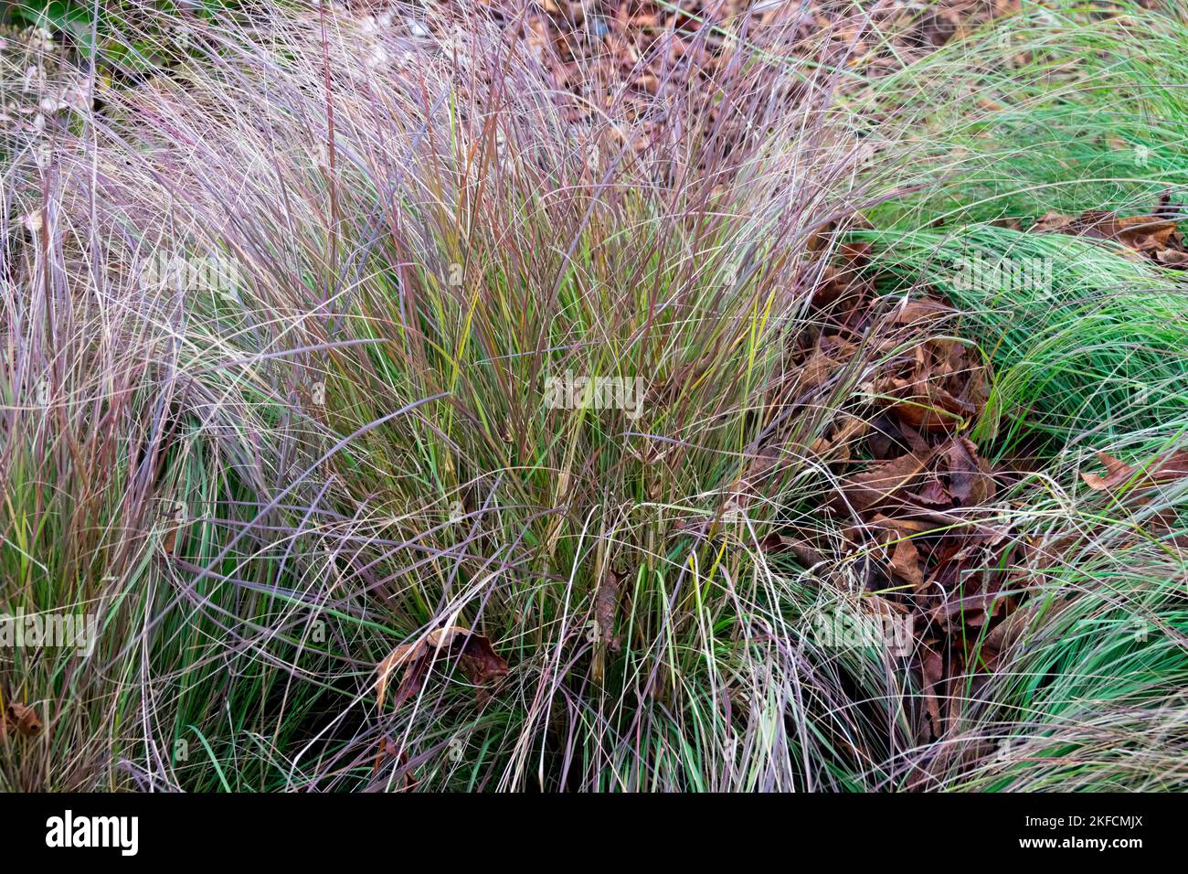 Eragrostis curvula 'Totnes Burgundy', Lovegrass, Un'erba decidua che forma grumi densi di archi, foglie intagliate, che maturano in un colore rosso intenso Foto Stock