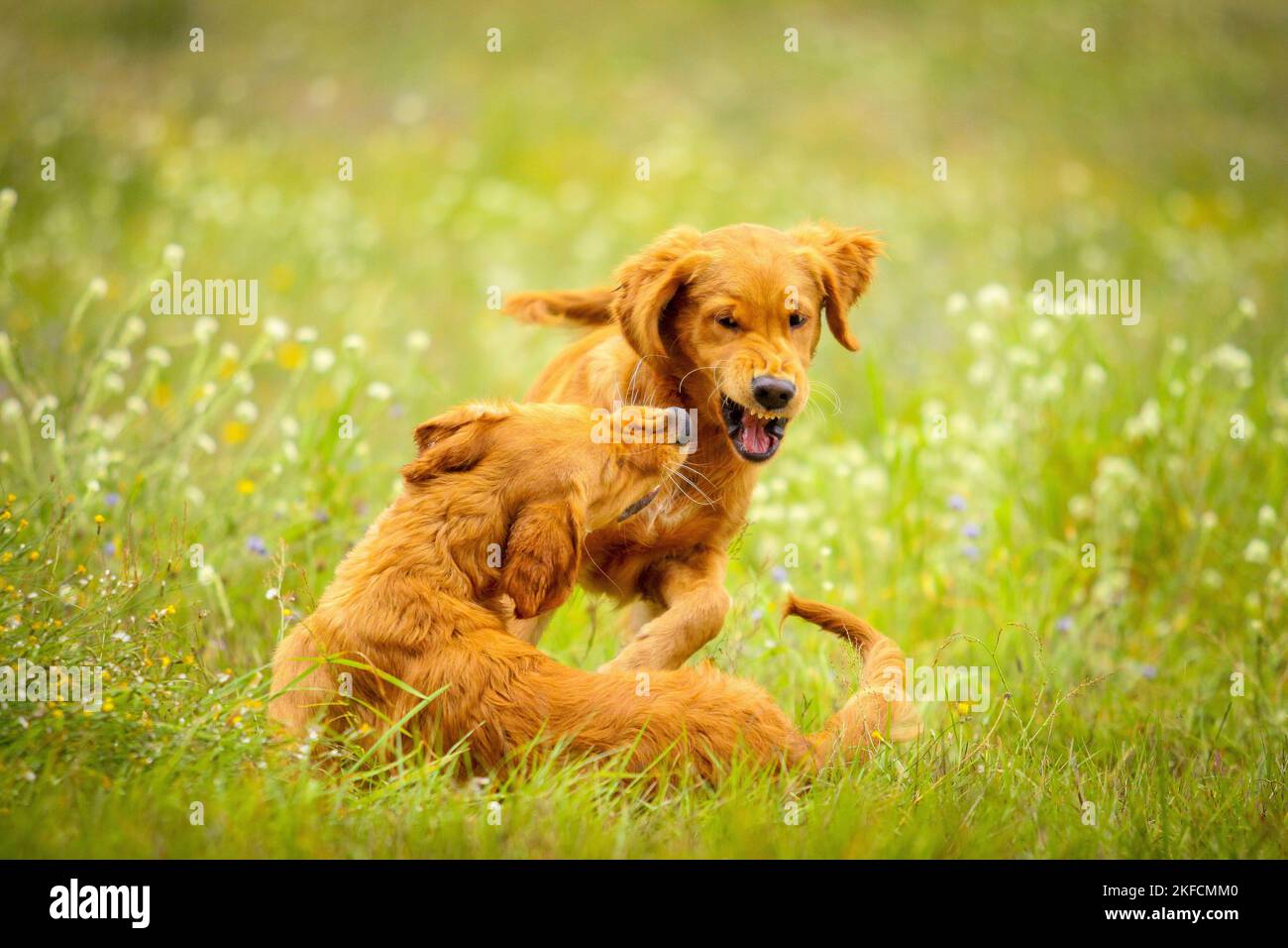 suonare da cani Foto Stock
