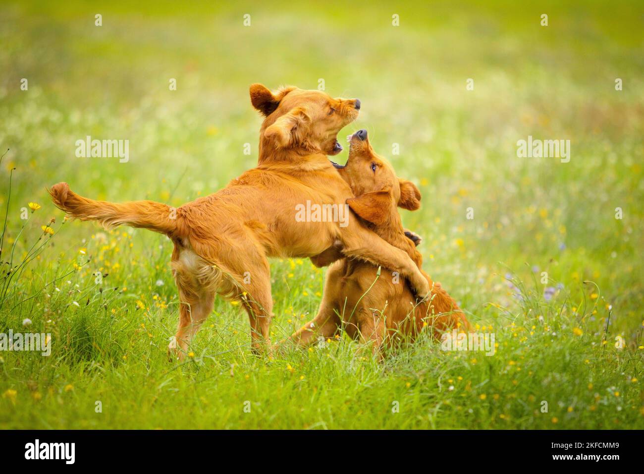 suonare da cani Foto Stock