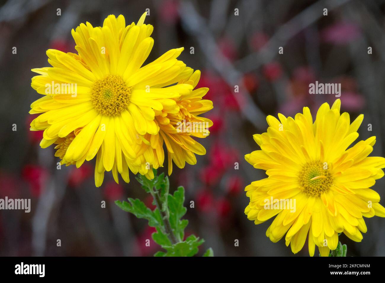 Giallo, Fiori, fioritura, Autunno, mamma, Dendranthema 'Cottage Yellow', Giardino, Fiore, Ottobre Foto Stock