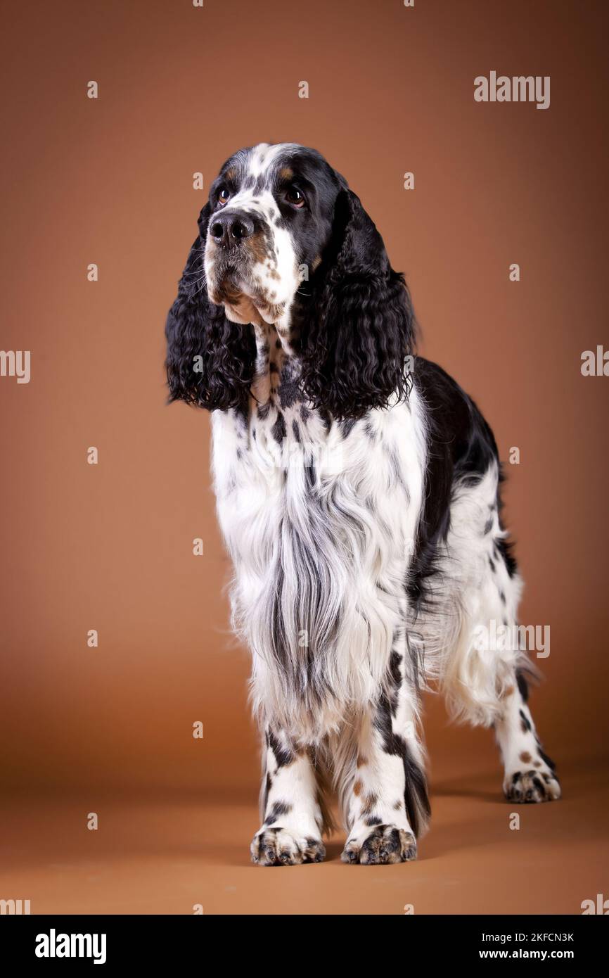 In piedi English Springer Spaniel Foto Stock