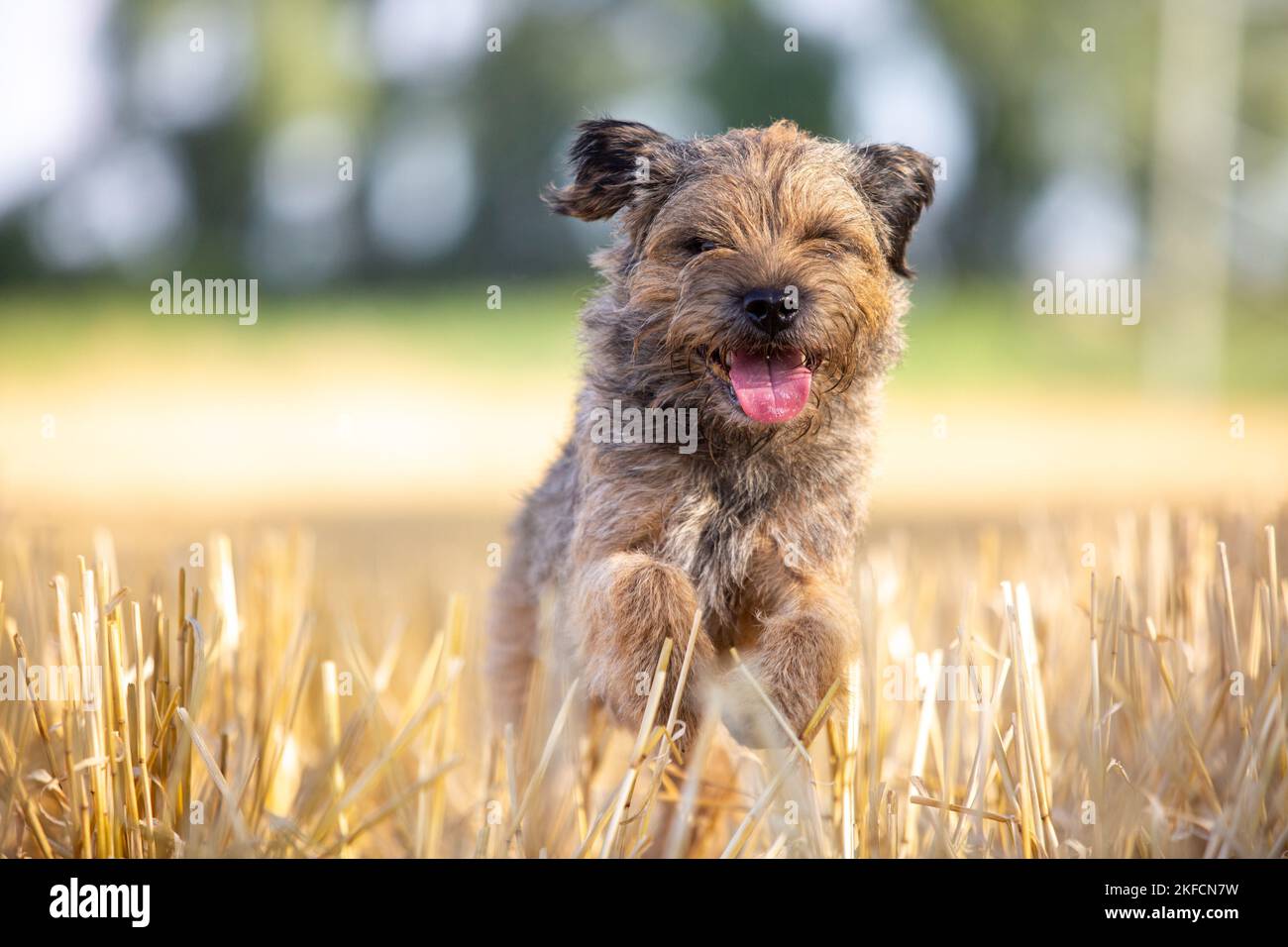 Esecuzione di Border Terrier Foto Stock