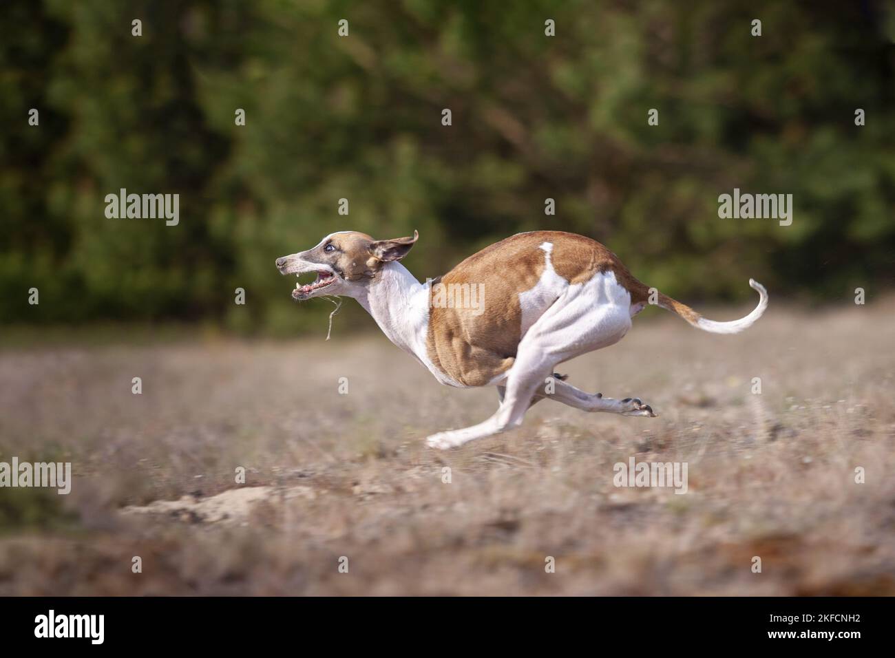 esecuzione di Whippet Foto Stock