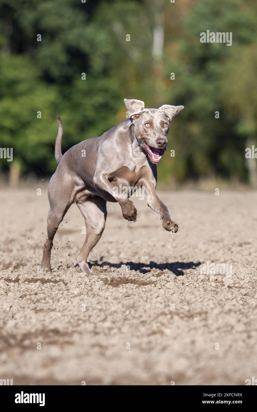 Esecuzione di Weimaraner Foto Stock