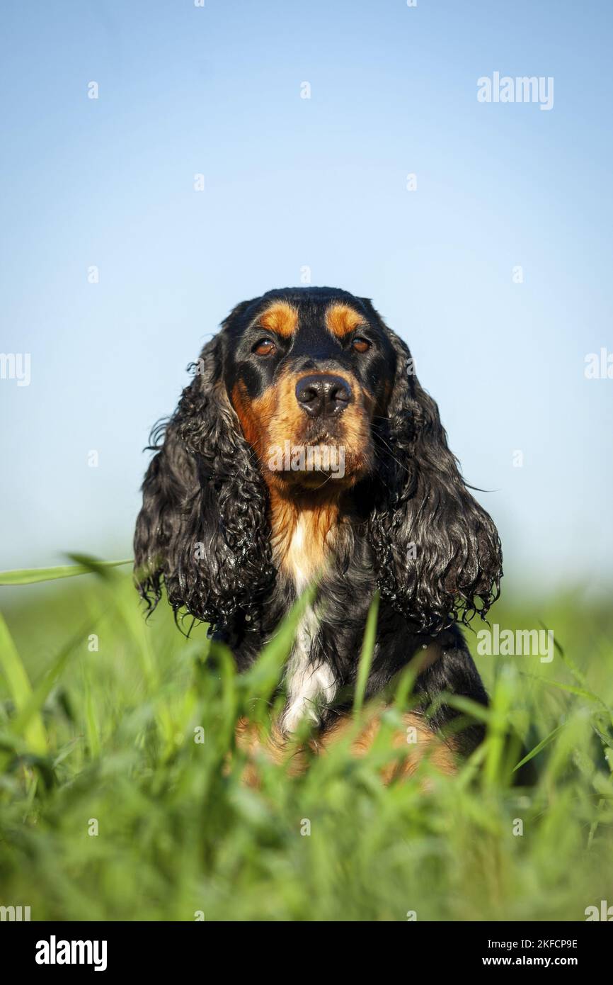 Giacente English Cocker Spaniel Foto Stock