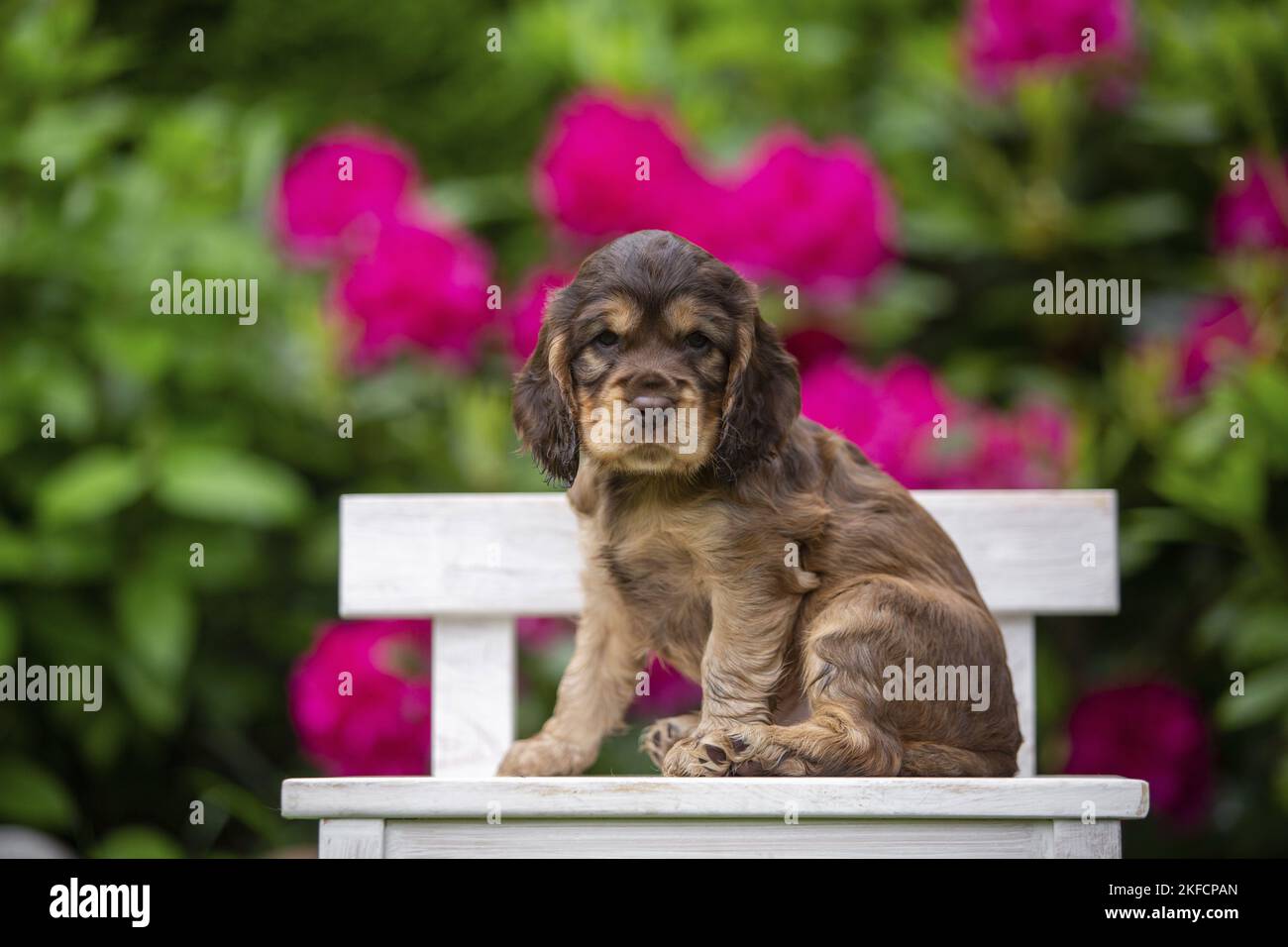 English Cocker Spaniel cucciolo Foto Stock