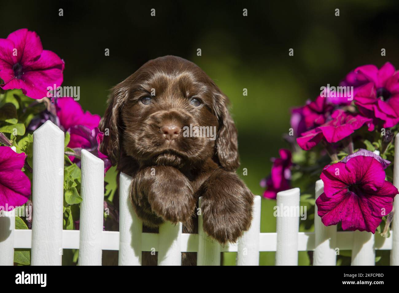 Cocker Spaniel Puppy inglese al recinto Foto Stock