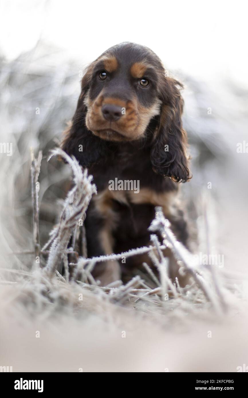 English Cocker Spaniel cucciolo Foto Stock