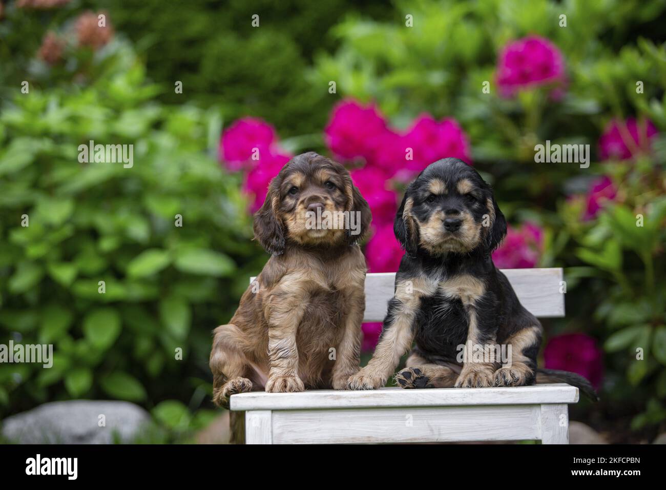 English Cocker Spaniel cucciolo Foto Stock