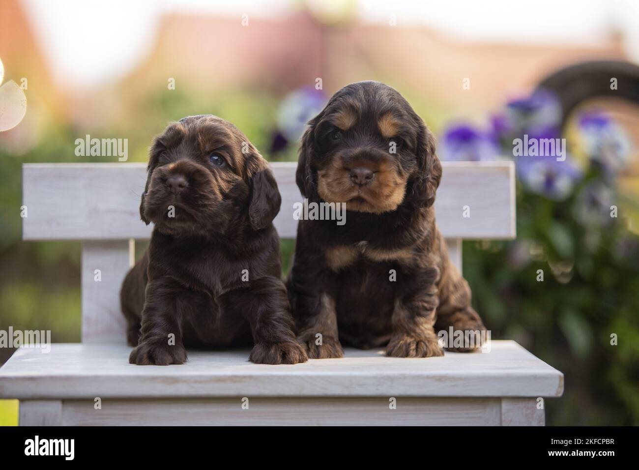 Cuccioli Cocker Spaniel inglese su panca di legno Foto Stock
