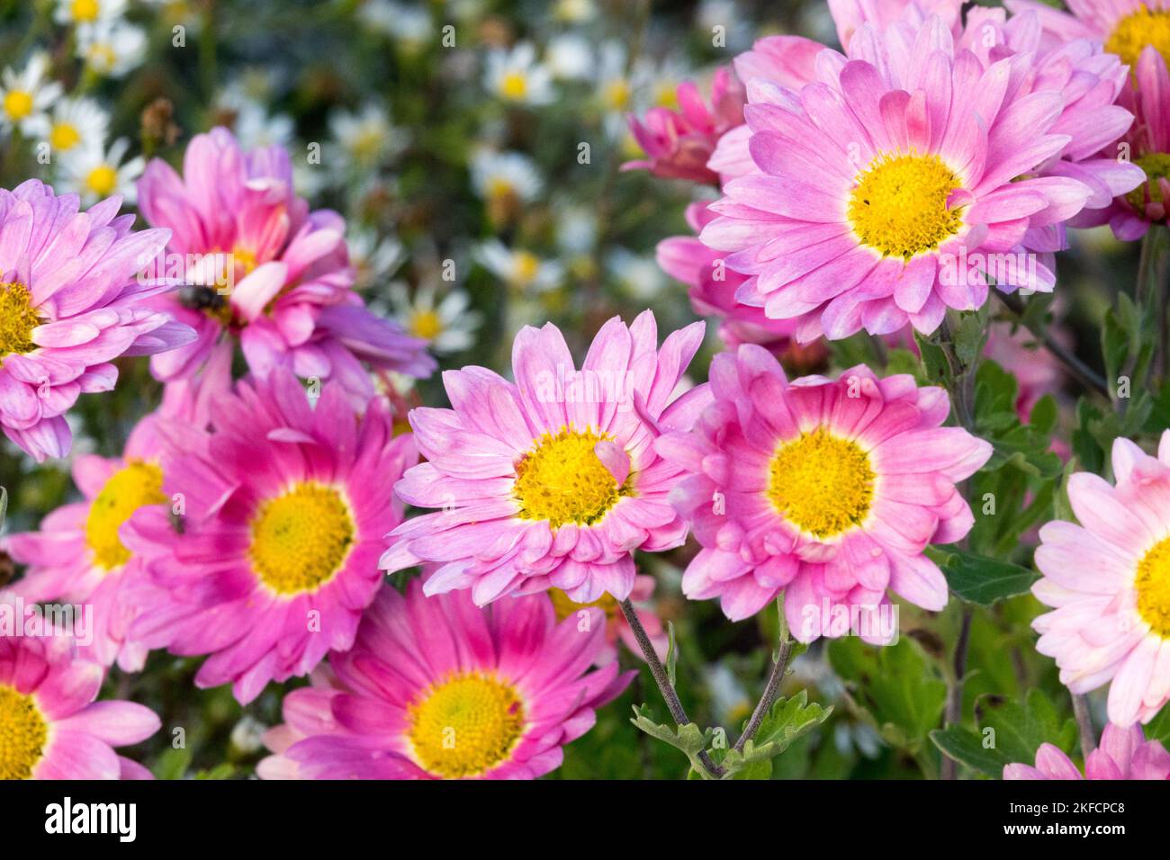Autunno, Mums, Chrysanthemum 'Gerlinde', Rosa, Chrysanthemums, Mamma, Fiori, Ottobre, Fiori Foto Stock