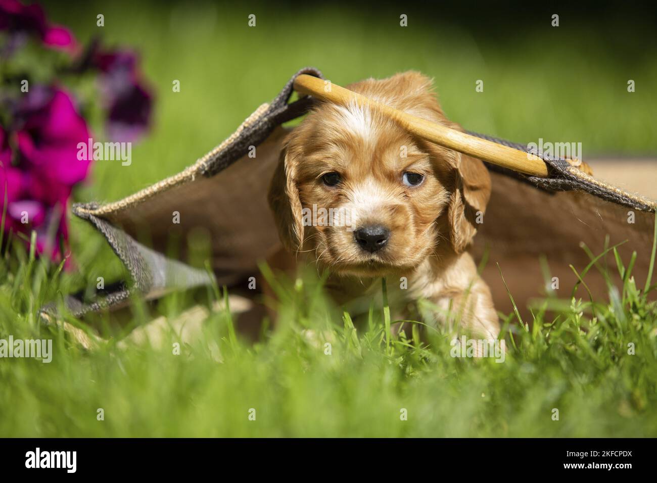 Cucciolo inglese Cocker Spaniel in una borsa Foto Stock