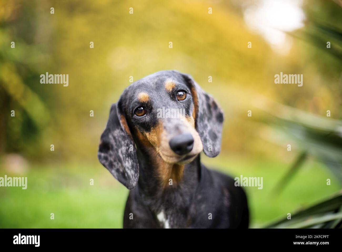 dachshund nel giardino Foto Stock