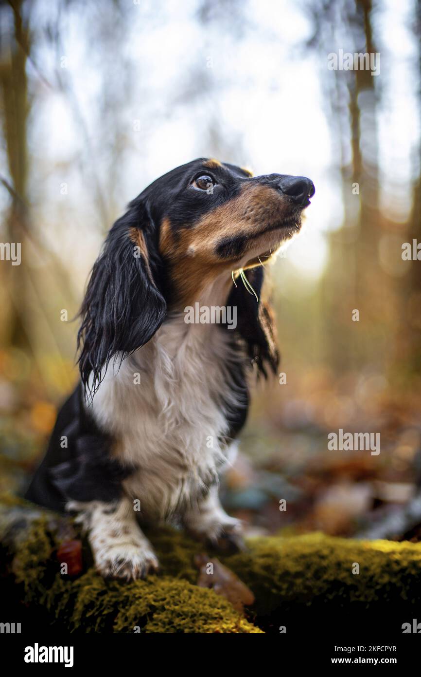 Dachshund nella foresta autunnale Foto Stock