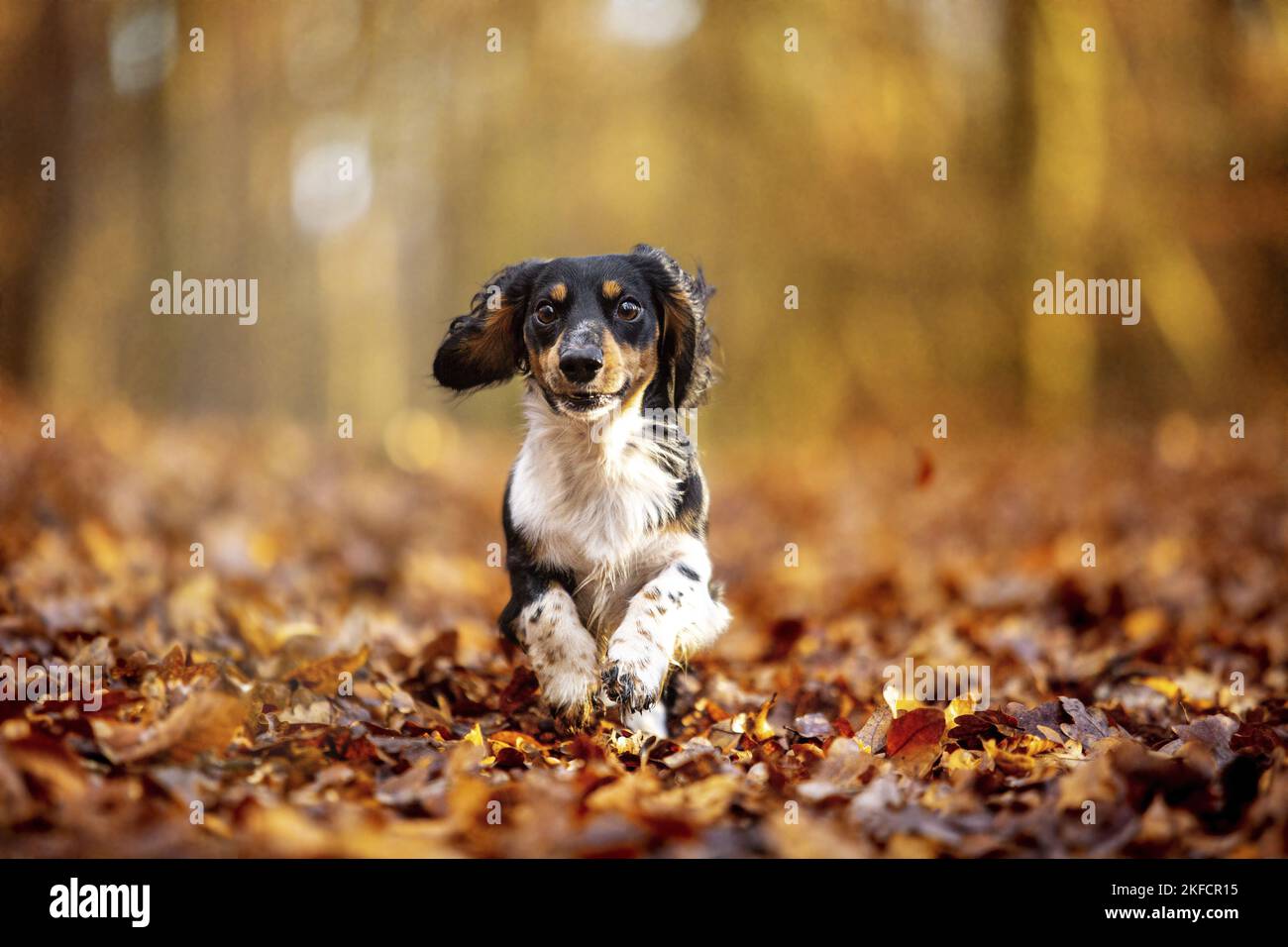 Dachshund nella foresta autunnale Foto Stock