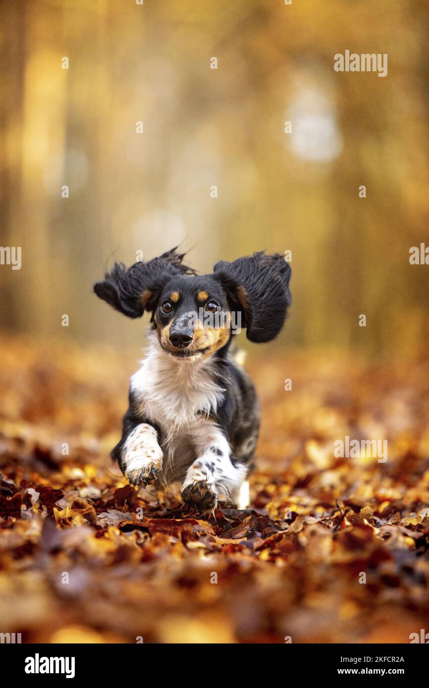 Dachshund nella foresta autunnale Foto Stock