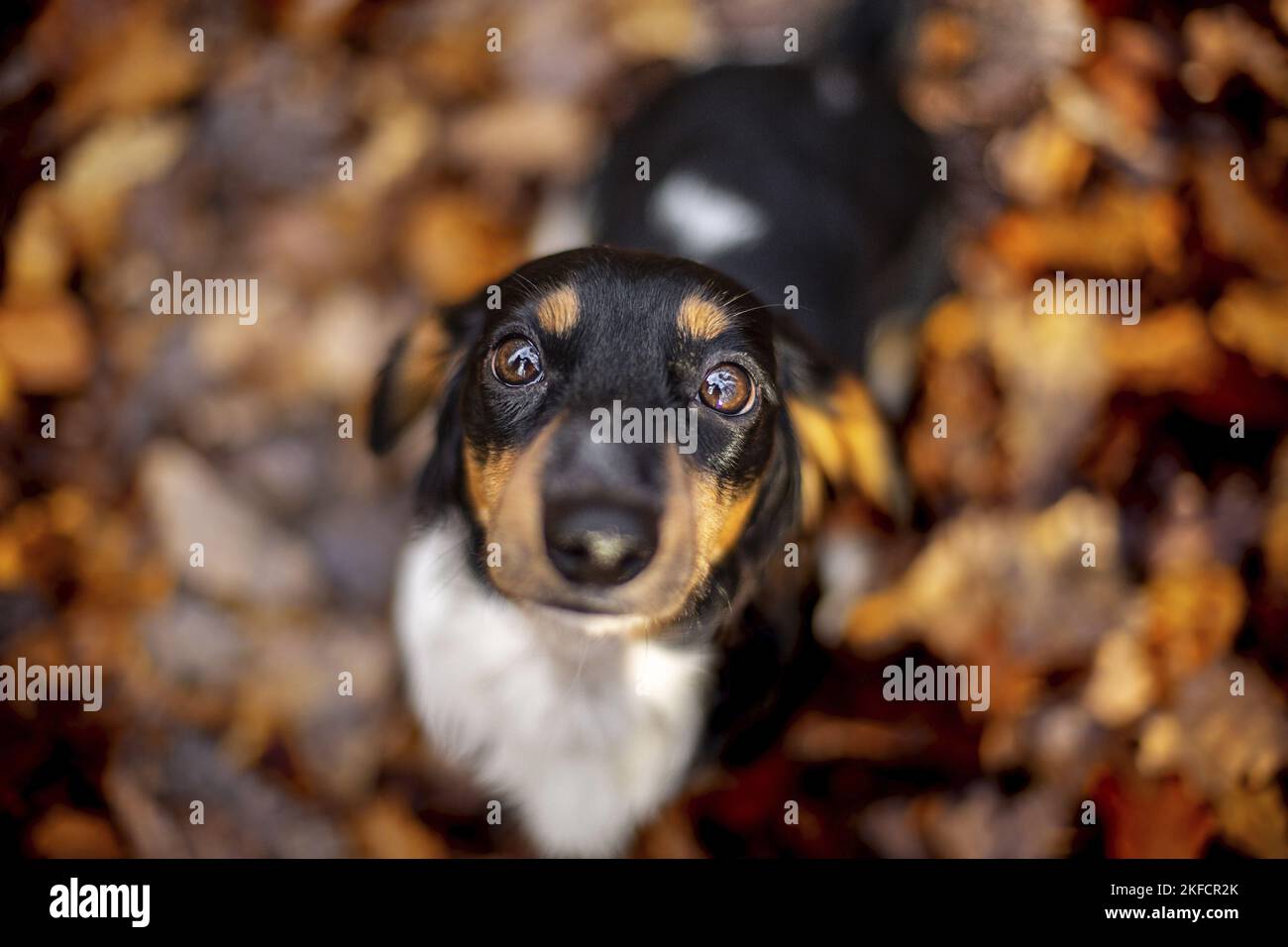 Dachshund nella foresta autunnale Foto Stock