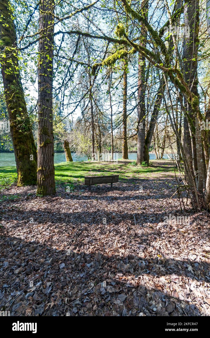 Una panchina di legno nel parco di Hendricks vicino al fiume McKenzie, Springfield, Oregon. Uno spazio riposante e contemplativo. Foto Stock