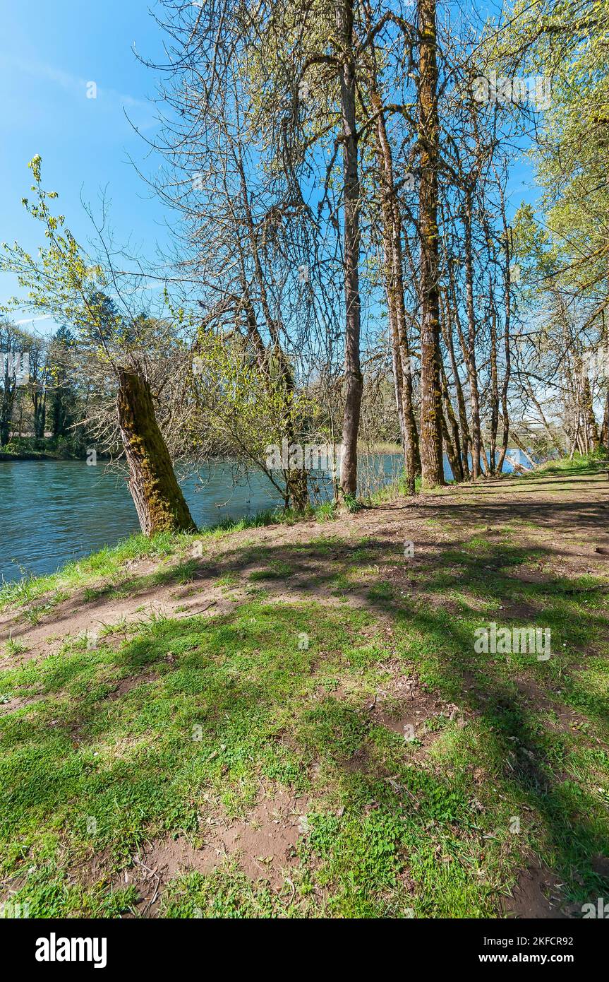 Hendricks Park vicino al fiume McKenzie, Springfield, Oregon. Il ponte sul fiume McKenzie si trova sulla destra attraverso gli alberi. Foto Stock