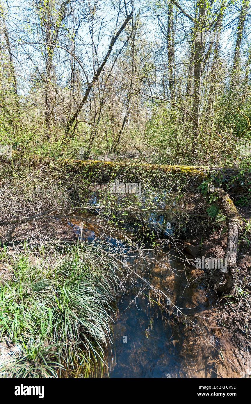 Un albero caduto sull'acqua nel parco di Hendricks vicino al fiume McKenzie, Springfield, Oregon. Foto Stock