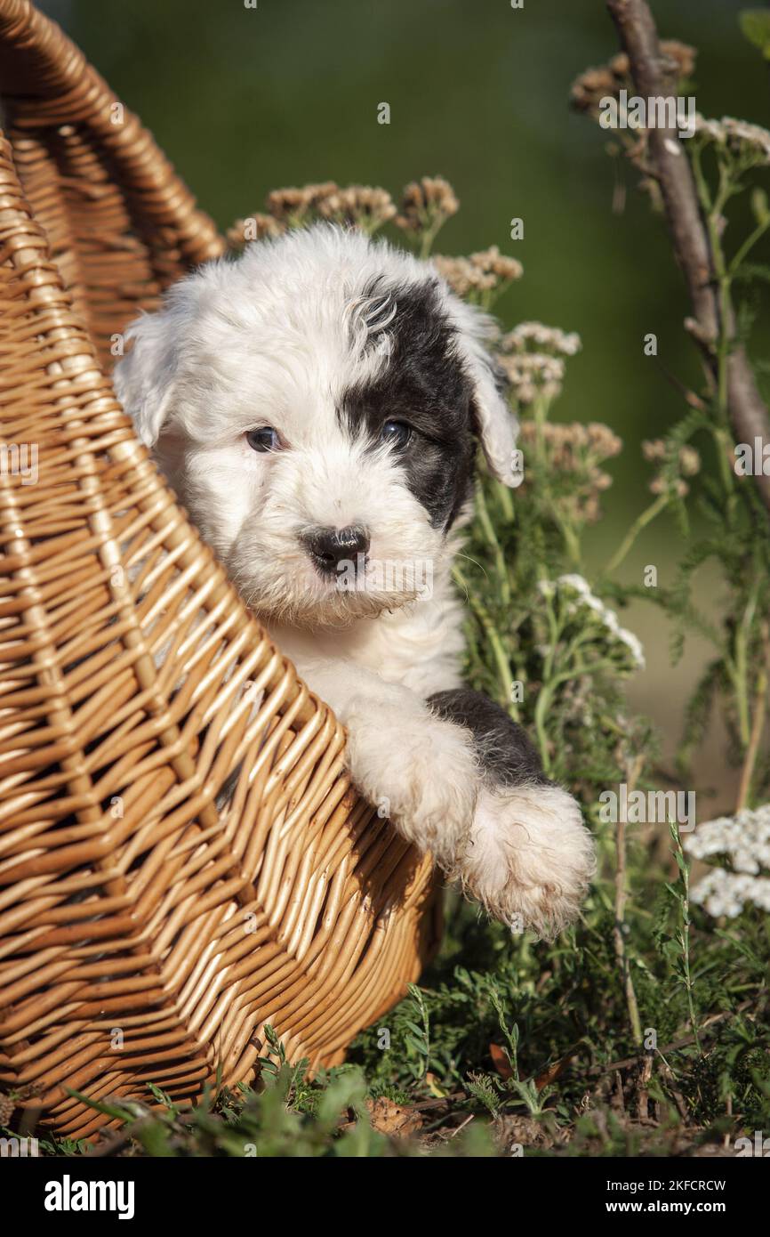 Vecchio cucciolo di cane da pastore inglese nel cestino Foto Stock